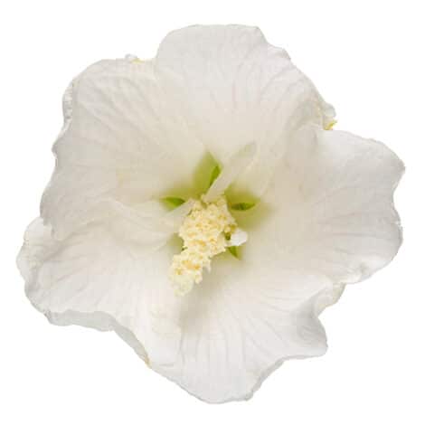 Hibiscus, Proven Winners 'White Pillar' (2 Gallon)