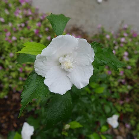 Hibiscus, Proven Winners 'White Pillar' (2 Gallon) - Image 4