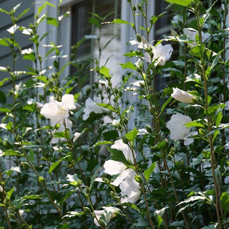 Hibiscus, Proven Winners 'White Pillar' (2 Gallon) - Image 5