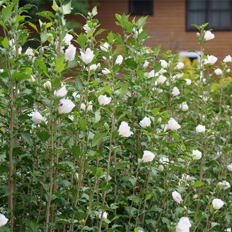 Hibiscus, Proven Winners 'White Pillar' (2 Gallon) - Image 6