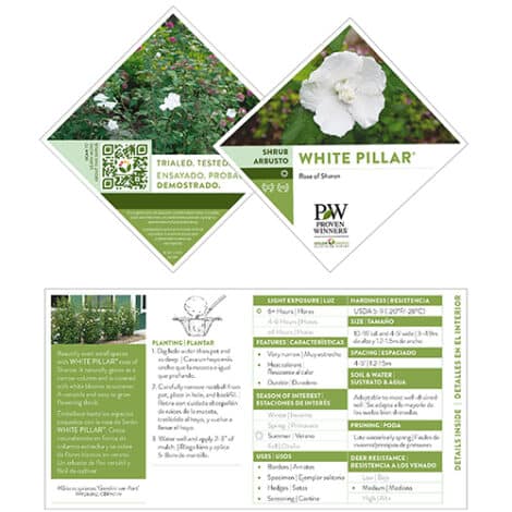 Hibiscus, Proven Winners 'White Pillar' (2 Gallon) - Image 8