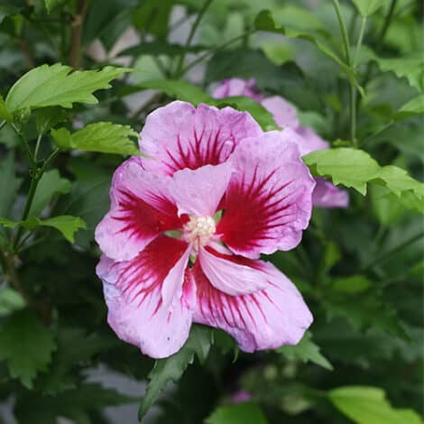 Hibiscus, Proven Winners 'Purple Pillar' (2 Gallon)