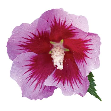Hibiscus, Proven Winners 'Purple Pillar' (2 Gallon) - Image 3