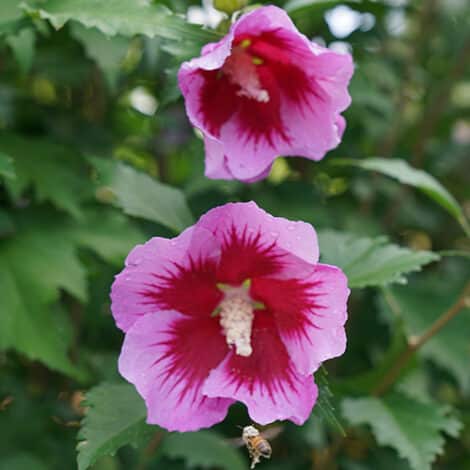 Hibiscus, Proven Winners 'Purple Pillar' (2 Gallon) - Image 4