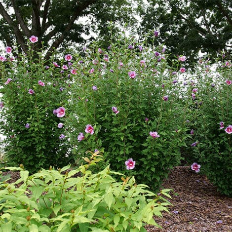 Hibiscus, Proven Winners 'Purple Pillar' (2 Gallon) - Image 5