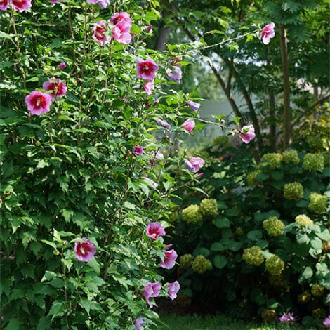 Hibiscus, Proven Winners 'Purple Pillar' (2 Gallon) - Image 6