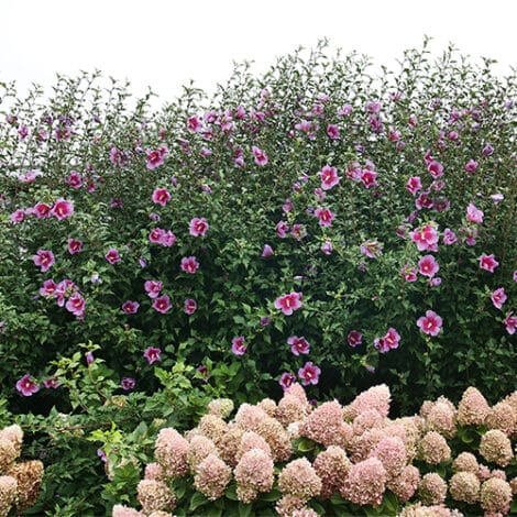 Hibiscus, Proven Winners 'Purple Pillar' (2 Gallon) - Image 7