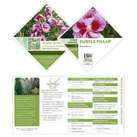 Hibiscus, Proven Winners 'Purple Pillar' (2 Gallon) - Image 8