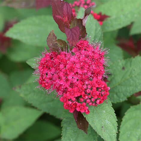 Spirea, Proven Winners 'Double Play Doozie' (2 Gallon)