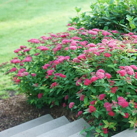 Spirea, Proven Winners 'Double Play Doozie' (2 Gallon) - Image 4