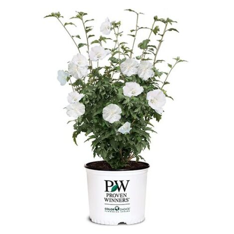 Hibiscus, Proven Winners 'White Pillar' (2 Gallon) - Image 2