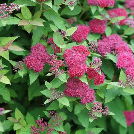 madras hungersnød plejeforældre Spirea, Proven Winners 'Double Play Doozie' - Baucom's Nursery