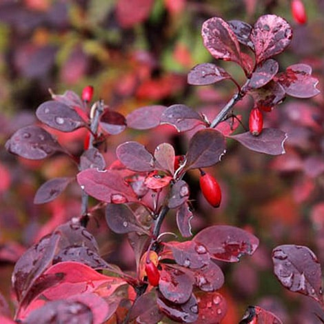pygmy barberry