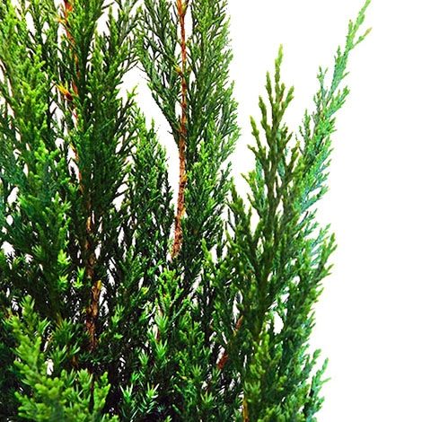 Juniper, Blue Point (2.25 Gallon and 7 Gallon)