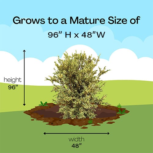 Boxwood, Variegated (1 Gallon) - Image 6