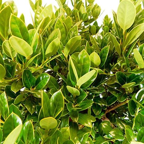 Holly, Dwarf Burford (2.25 Gallon and 7 Gallon)