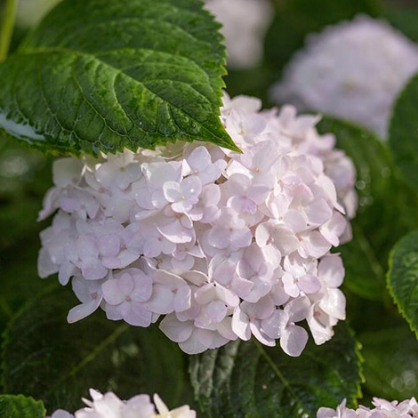 Image of Endless Summer Blushing Bride Hydrangea 2