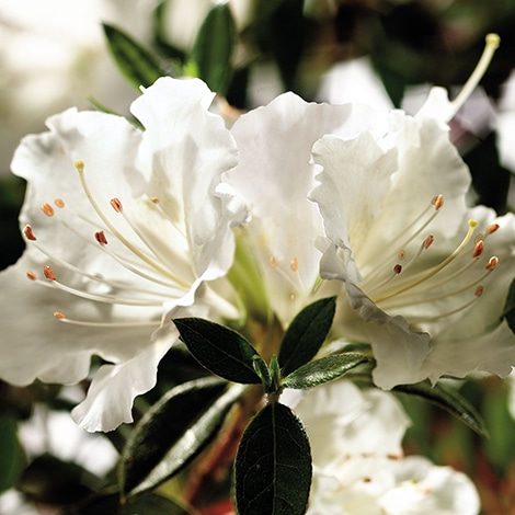 Azalea, Encore 'Autumn Angel' (1 Gallon, 2 Gallon, and 5 Gallon)