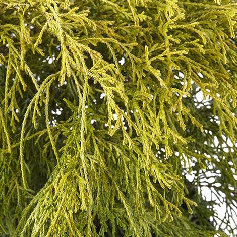 Chamaecyparis, 'Gold Mop' (2.5 Quart and 2.25 Gallon)