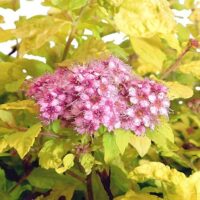Spirea, Goldmound (2.25 Gallon)