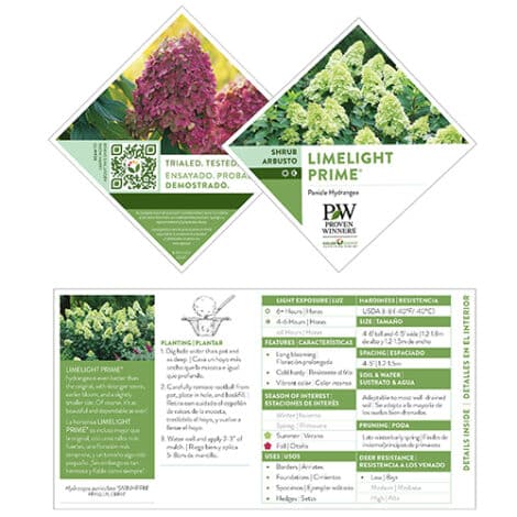 Hydrangea, Proven Winners 'Limelight Prime' (2 Gallon and 5 Gallon) - Image 11