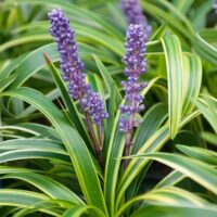 Liriope, Varigated (2.5 Quart)