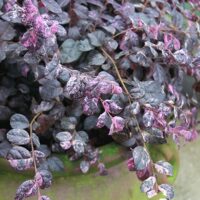 Loropetalum, Proven Winners 'Jazz Hands Variegated' (2 Gallon)