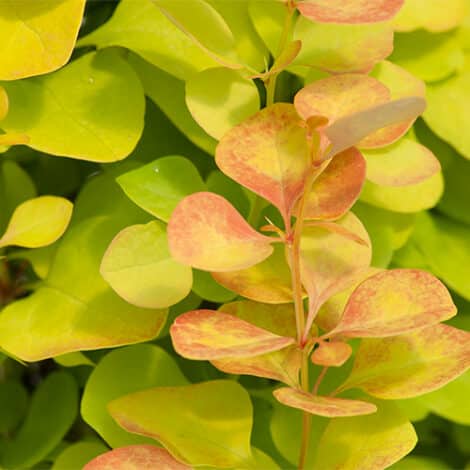 Barberry, Proven Winners 'Sunjoy Gold Pillar' (2 Gallon and 5 Gallon)