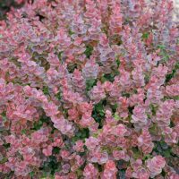 Barberry, Proven Winners 'Sunjoy Mini Maroon' (2 Gallon)