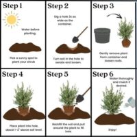 Boxwood, Variegated (1 Gallon) - Image 5