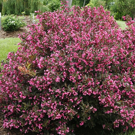 Weigela, Proven Winners 'Wine & Roses' - Baucom's Nursery