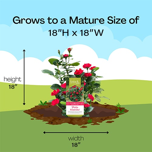 Rose, Knock Out Petite (2 Quart and 6 Quart) - Image 12