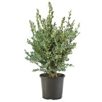 Boxwood, Variegated (1 Gallon) - Image 2