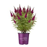 Buddleia, FIRST EDITIONS 'Funky Fuchsia' (2 Gallon) - Image 2
