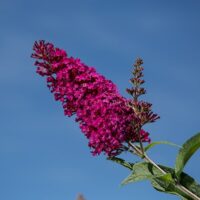 Buddleia, FIRST EDITIONS 'Funky Fuchsia' (2 Gallon)