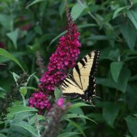Buddleia, FIRST EDITIONS 'Funky Fuchsia' (2 Gallon) - Image 3