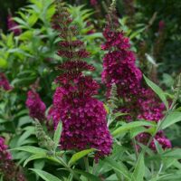 Buddleia, FIRST EDITIONS 'Funky Fuchsia' (2 Gallon) - Image 4