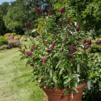 Buddleia, FIRST EDITIONS 'Funky Fuchsia' (2 Gallon) - Image 7