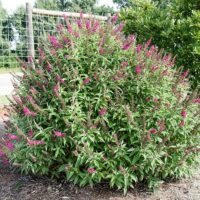 Buddleia, FIRST EDITIONS 'Funky Fuchsia' (2 Gallon) - Image 6