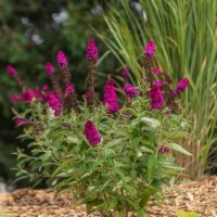 Buddleia, FIRST EDITIONS 'Funky Fuchsia' (2 Gallon) - Image 5
