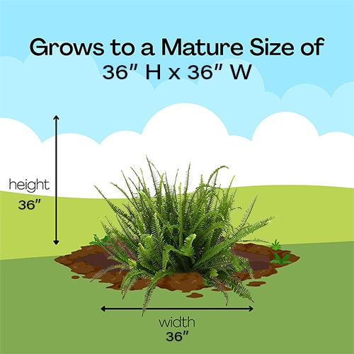 Fern, Kimberly Queen (10 inch) - Image 5