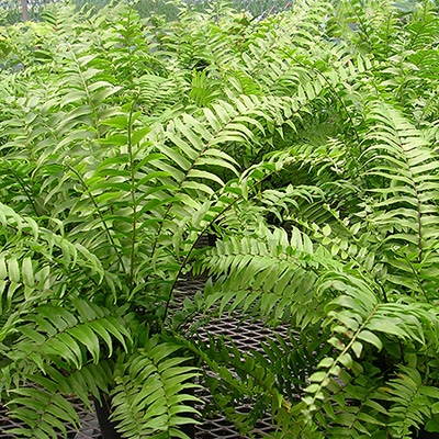 Fern, Macho - Baucom's Nursery