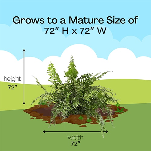 Fern, Macho (10 inch) - Image 5