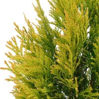 Arborvitae, Southern Living Plant Collection 'Forever Goldy' (2 Gallon)