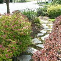 Spirea, Goldmound (2.25 Gallon) - Image 3