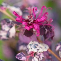 Loropetalum, Proven Winners 'Jazz Hands Variegated' (2 Gallon) - Image 3