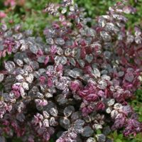 Loropetalum, Proven Winners 'Jazz Hands Variegated' (2 Gallon) - Image 4