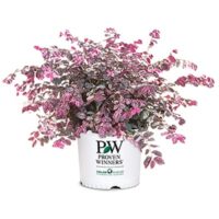 Loropetalum, Proven Winners 'Jazz Hands Variegated' (2 Gallon) - Image 2