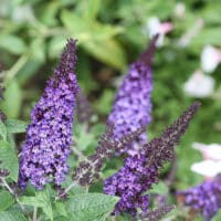 Buddleia, Proven Winners 'Pugster Blue' (2 Gallon)