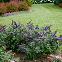 Buddleia, Proven Winners 'Pugster Blue' (2 Gallon) - Image 3